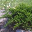 Juniperus sabina 'Tamariscifolia': Bild 1/5