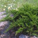 Juniperus sabina 'Tamariscifolia' - Tamariskenwacholder
