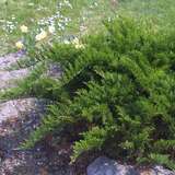 Juniperus sabina 'Tamariscifolia' - Tamariskenwacholder