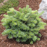 Abies lasiocarpa 'Green Globe' - Kugel-Korksilbertanne