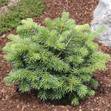 Abies lasiocarpa 'Green Globe' - Kugel-Korksilbertanne