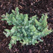 Juniperus conferta 'Schlager': Bild 1/1