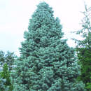 Abies concolor 'Compacta' - Zwerg-Koloradotanne