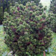 Pinus mugo 'Gnom': Bild 1/2