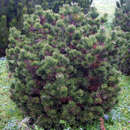 Pinus mugo 'Gnom' - Edel-Zwerglatsche