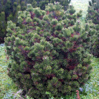 Edel-Zwerglatsche - Pinus mugo 'Gnom'
