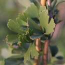 Ginkgo biloba 'Tubifolia' - Trichterblatt-Ginkgo
