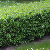 Ligustrum vulgare 'Lodense' - Zwerg-Liguster