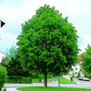 Tilia platyphyllos - Sommerlinde