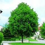 Tilia platyphyllos Dachform - Sommerlinde