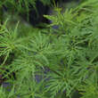 Acer palmatum 'Seiryu': Bild 1/3