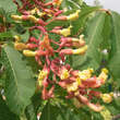 Aesculus mutabilis 'Penduliflora': Bild 1/4