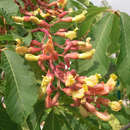 Aesculus mutabilis 'Penduliflora' - Orangeblühende Kastanie