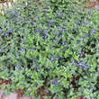 Vinca major ssp balcanica: Bild 5/7