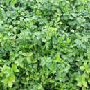 Spindelstrauch Spindelstrauch