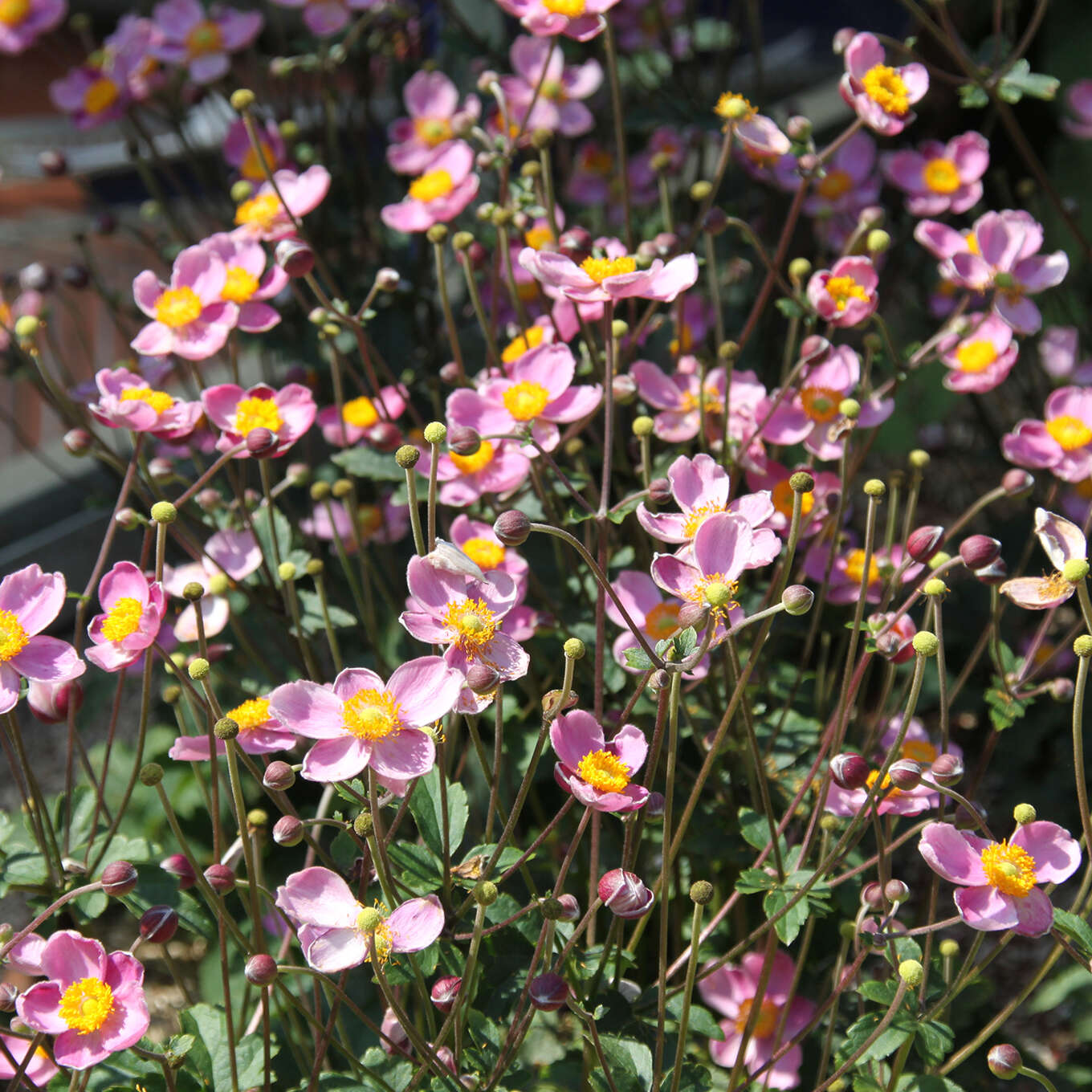 Anemone Japonica Bressingham Glow - Herbstanemone Im 9x9cm Topf