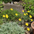 Anthemis marschalliana: Bild 2/3