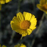 Anthemis marschalliana - Bergkamille