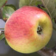 Malus domestica 'Winter Goldparmäne': Bild 1/1