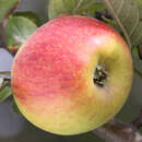 Malus dom. 'Winter Goldparmäne' - Winterapfel, X-I