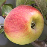 Malus domestica 'Winter Goldparmäne' - Winterapfel