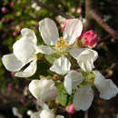 Malus 'Evereste' - Zierapfel