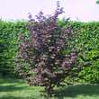 Corylus colurna 'Granat': Bild 1/4