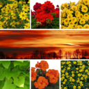 Sunrise Balkonblumen Kollektion - Sunrise Balkonblumen Kollektion