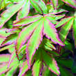 Acer palmatum 'Sangokaku': Bild 1/4