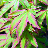 Acer palmatum 'Sangokaku' - Korallenzweig-Fächerahorn