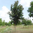 Acer platanoides 'Deborah': Bild 1/1