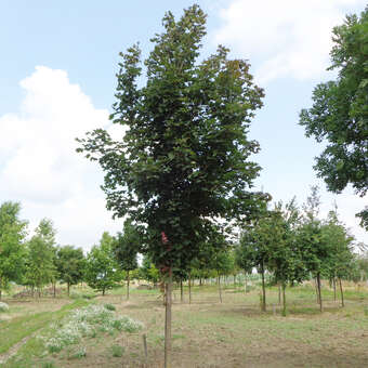 Acer platanoides 'Deborah'