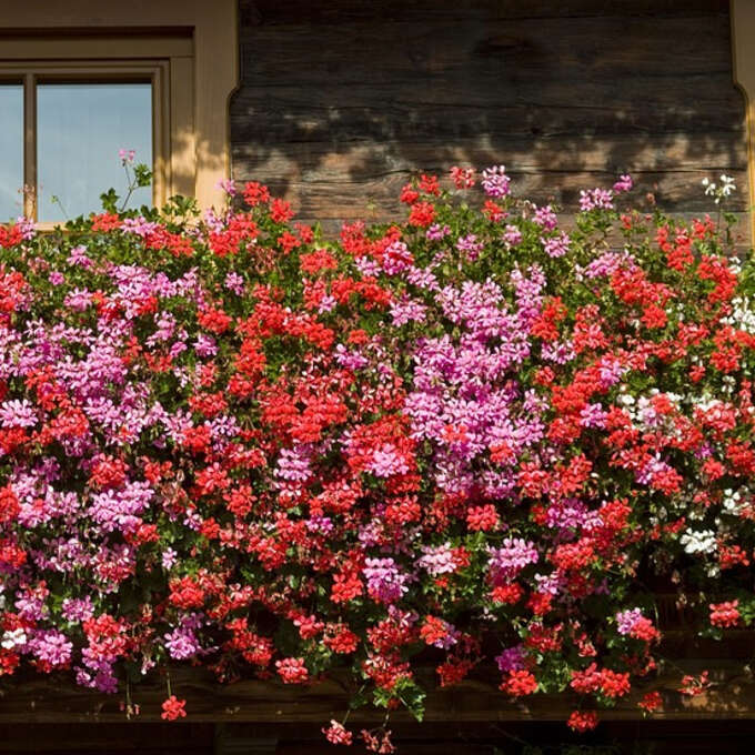 Tiroler Pelargonien Kollektion
