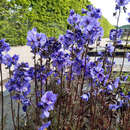 Polemonium yezoense 'Purple Rain' - Jakobsleiter