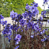 Polemonium yezoense 'Purple Rain' - Jakobsleiter