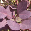 Cotinus coggygria 'Royal Purple': Bild 5/9