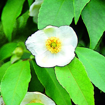 Stewartia pseudocamellia