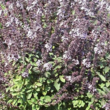 Bees&Butterflies Balkonblumen Kollektion: Bild 6/8