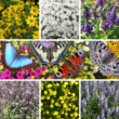 Bees&Butterflies Balkonblumen Kollektion: Bild 1/8
