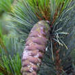 Pinus cembra 'Compacta Glauca': Bild 2/2