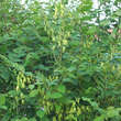 Decaisnea fargesii: Bild 7/7