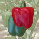 Blockpaprika grün-Rot - Blockpaprika grün-Rot