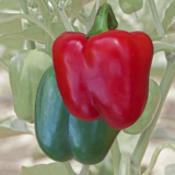Blockpaprika grün-Rot - Blockpaprika grün-Rot