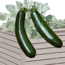 Hochbeetzucchini - Hochbeetzucchini