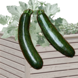 Hochbeetzucchini - Hochbeetzucchini