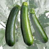 Zucchini grün - Zucchini grün