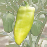 Paprika Ungarischer Spitz - Paprika Ungarischer Spitz