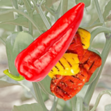Grillpaprika - Grillpaprika