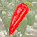 Bullhornpaprika rot - Bullhornpaprika rot