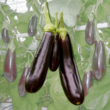 Aubergine: Bild 1/1